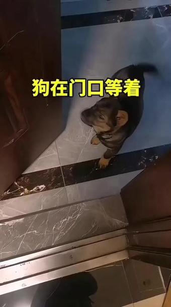 疫情复工后狗狗在家门口等主人焦虑照