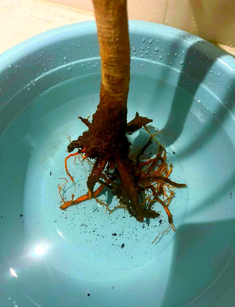 修剪腐烂根部后保留健康根系的绿植特写