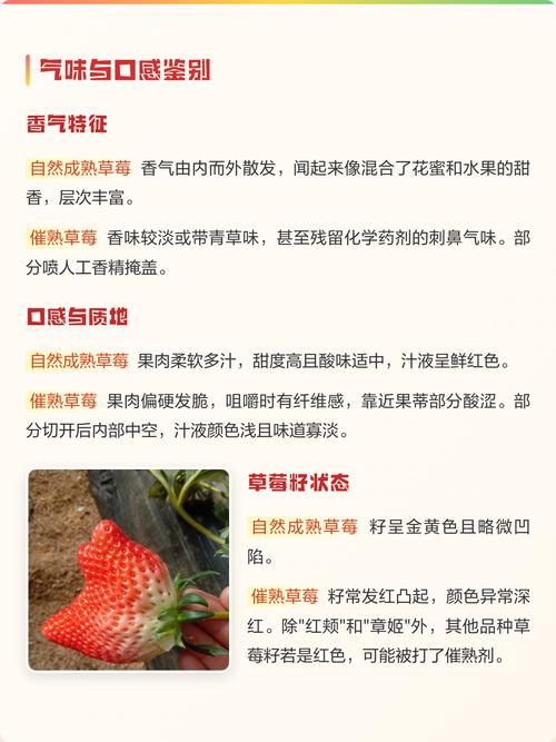 自然成熟与催熟草莓外观对比图