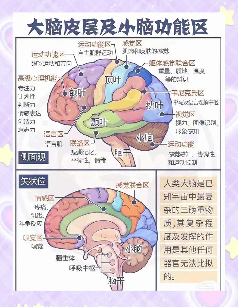 人类大脑运动皮层功能分区示意图