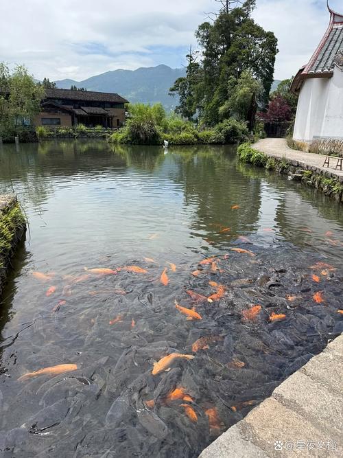 想去赶涌鱼?这些本地贴士记好