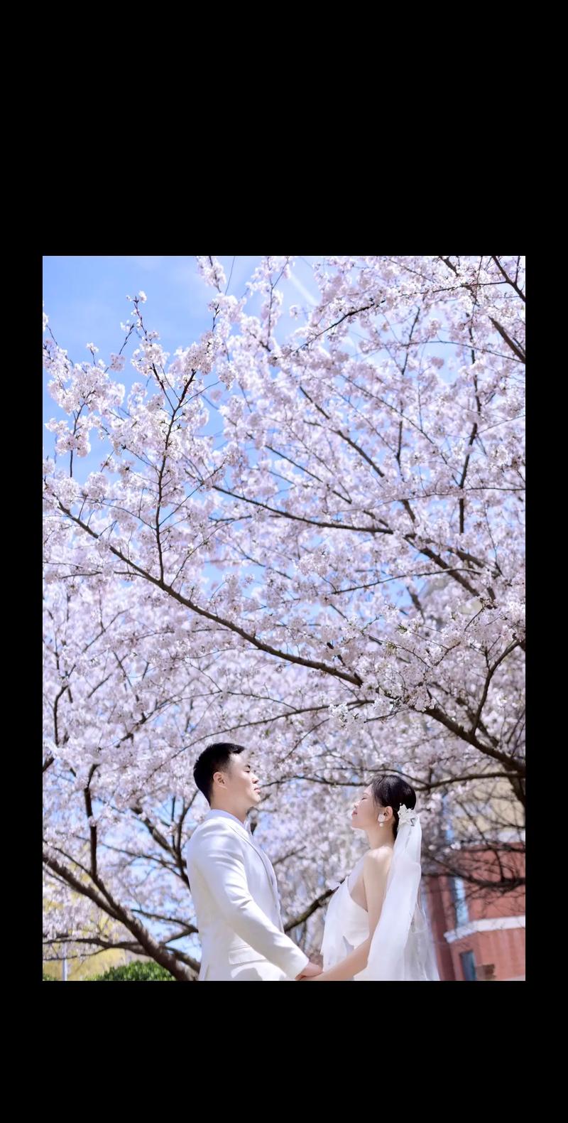 春季樱花树下拍婚纱照新娘冻得发抖