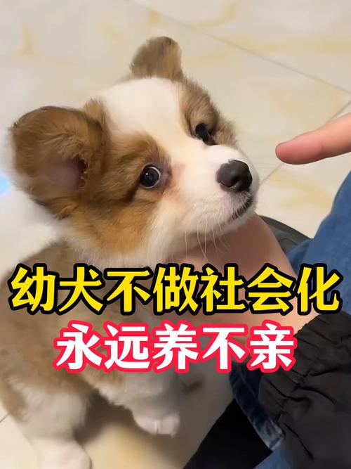 幼犬接触不同人群社会化场景