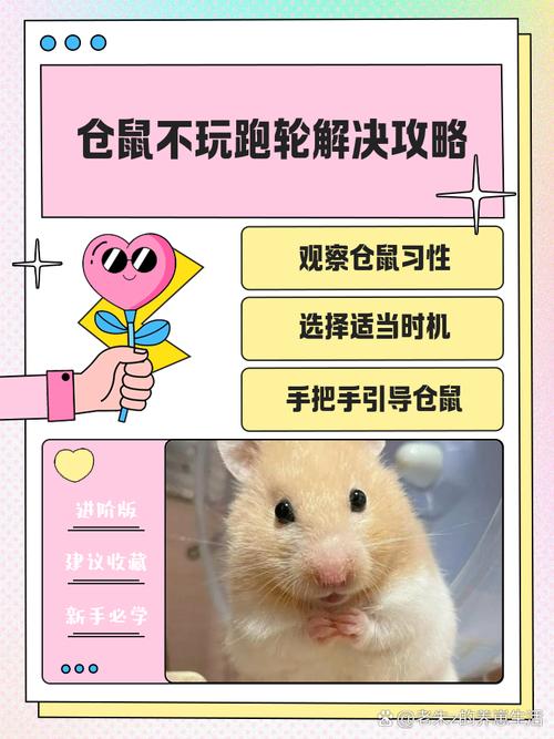 🐹 深夜健身党：仓鼠跑轮不是娱乐，是刚需
