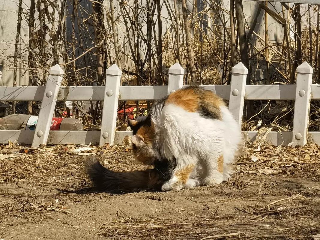 冬日老巷烤红薯炉旁的流浪三花猫