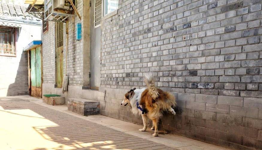 狗狗在墙角排尿做宠物标记实拍