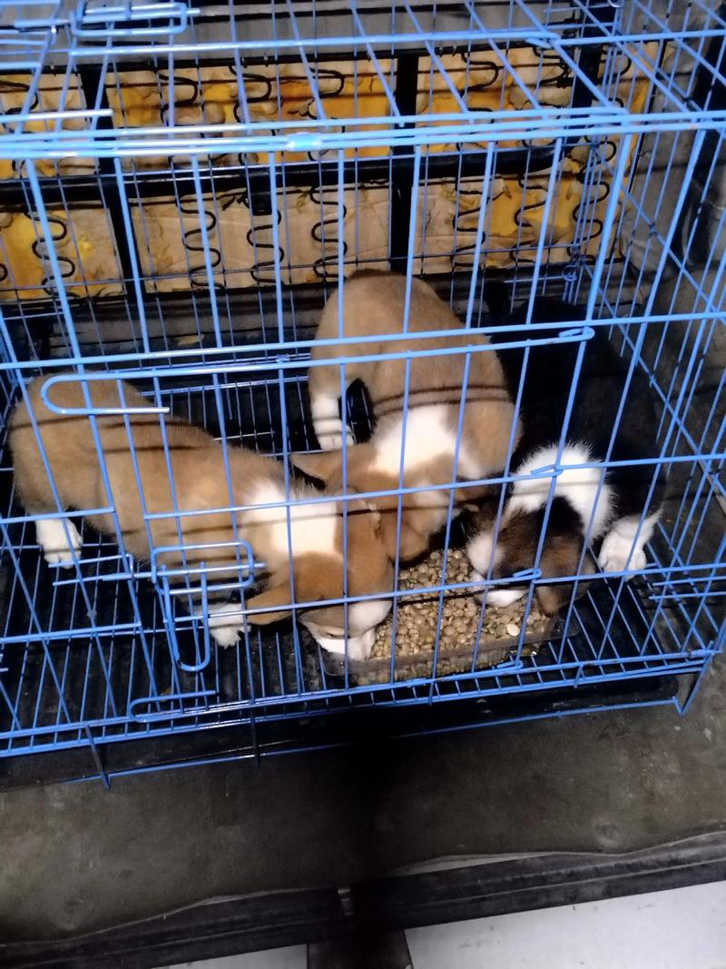 合理尺寸宠物笼养柯基实拍