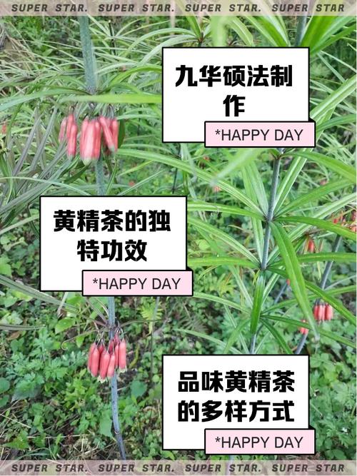 池州农家土灶竹蒸笼里蒸好的油亮九华黄精