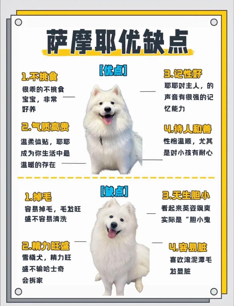 那些关于萨摩耶的误区,你中了几个