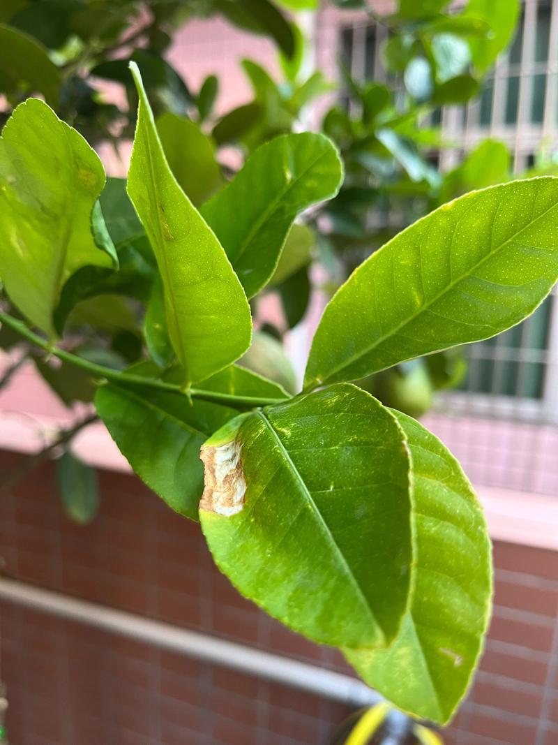 盆栽柠檬基部半黄老叶特写