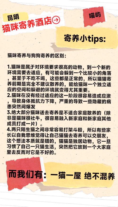 不是一定要寄养,你还有别的选