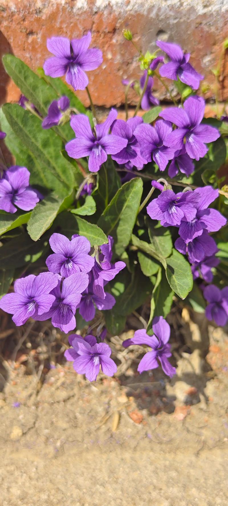 田野里成片紫色紫花地丁特写