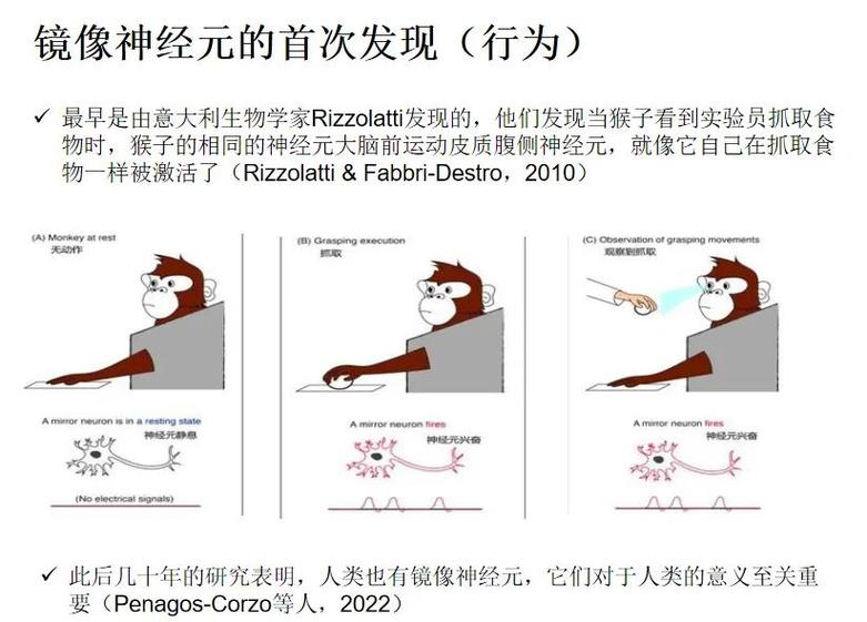 讲故事时大脑镜像神经元激活示意图