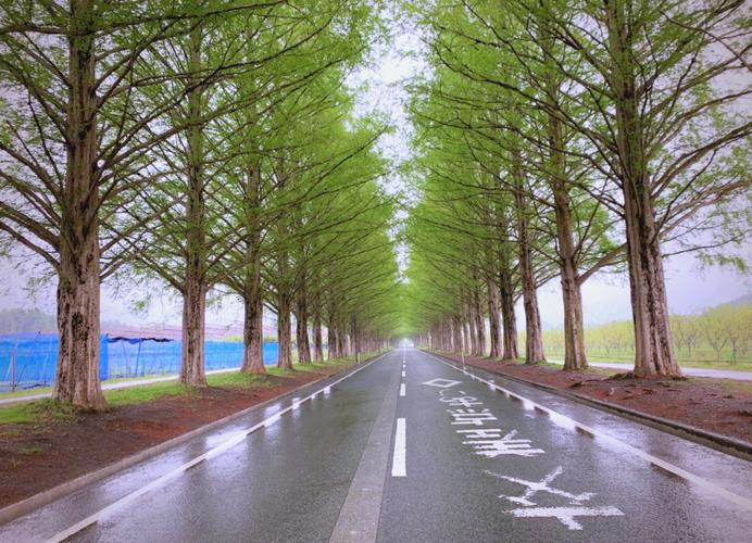 襄阳南漳李庙镇盘山公路两侧水杉林荫道夏日实景