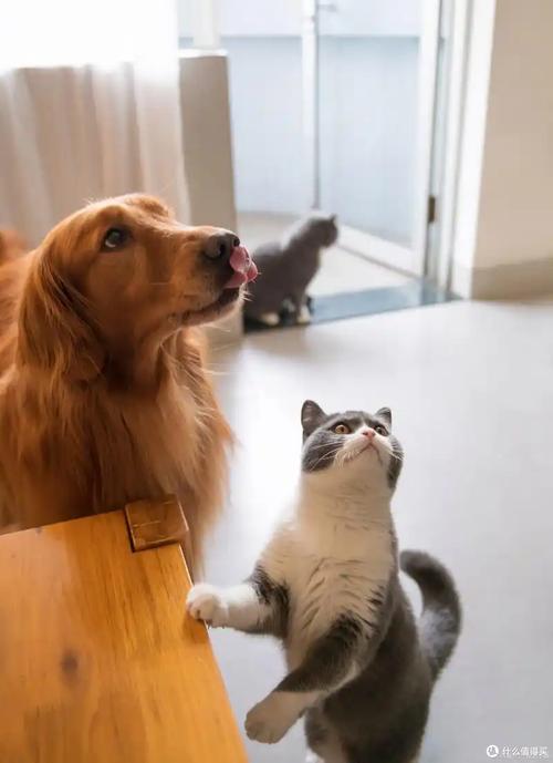 狗狗入户，和猫是一个逻辑吗？