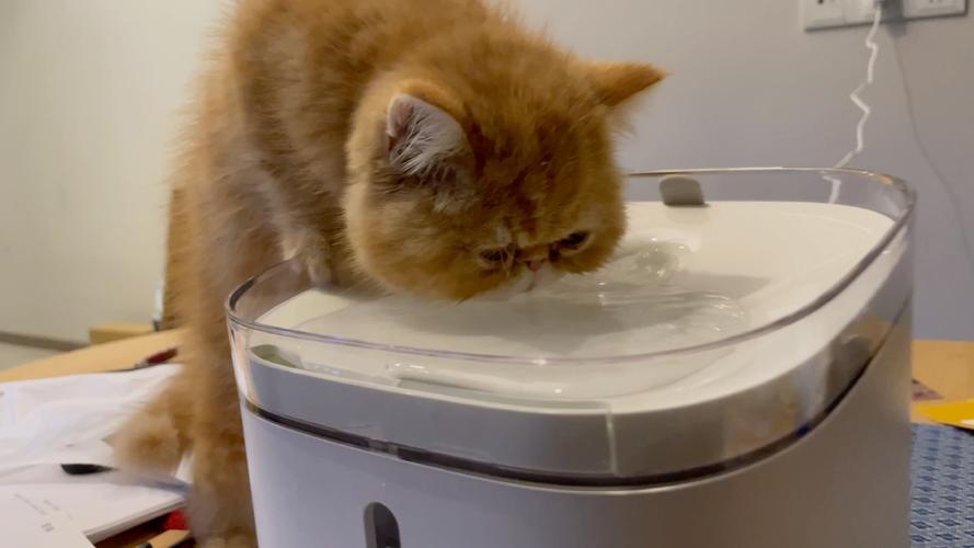 短鼻加菲猫喝低水位猫饮水机实拍