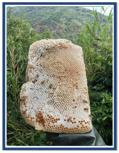 南漳荆山橡树林野生养蜂箱