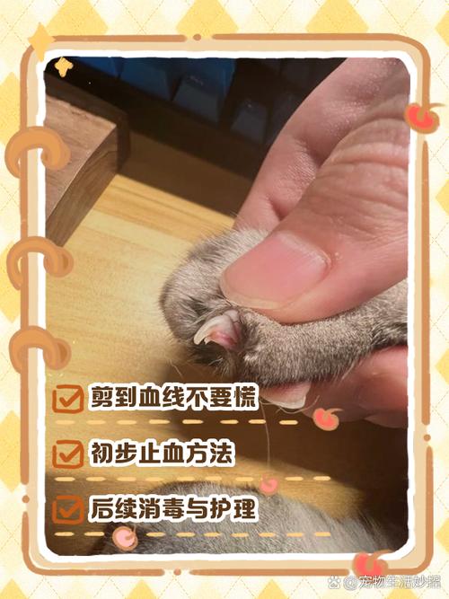 透明与深色猫咪指甲血线对比图