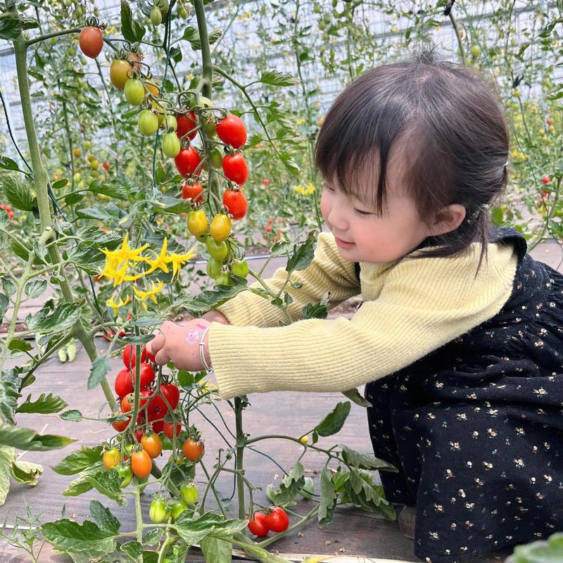 有机蔬菜园里孩子自由采摘番茄