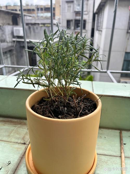 盆栽迷迭香叶片发黑病害特写