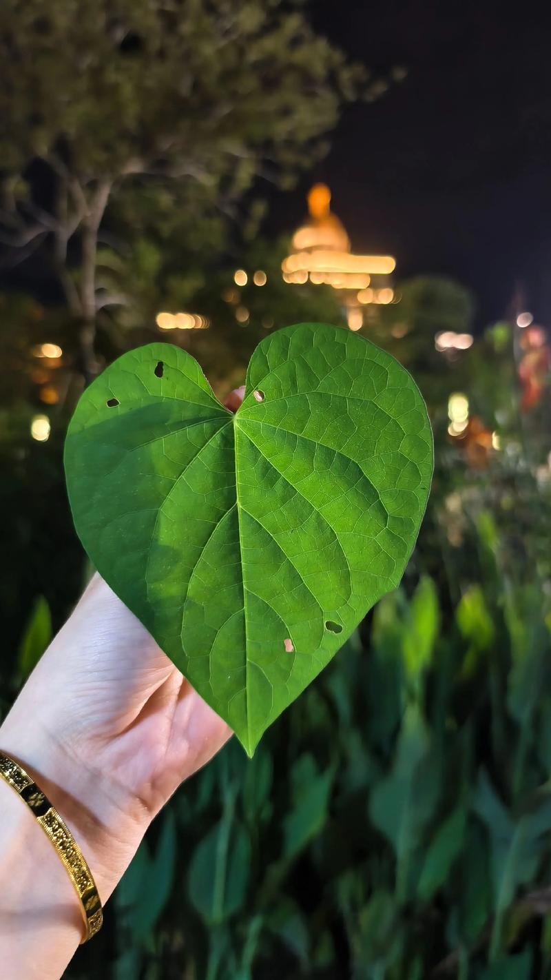 老师手中有虫洞的树叶，课堂展示不完美之美