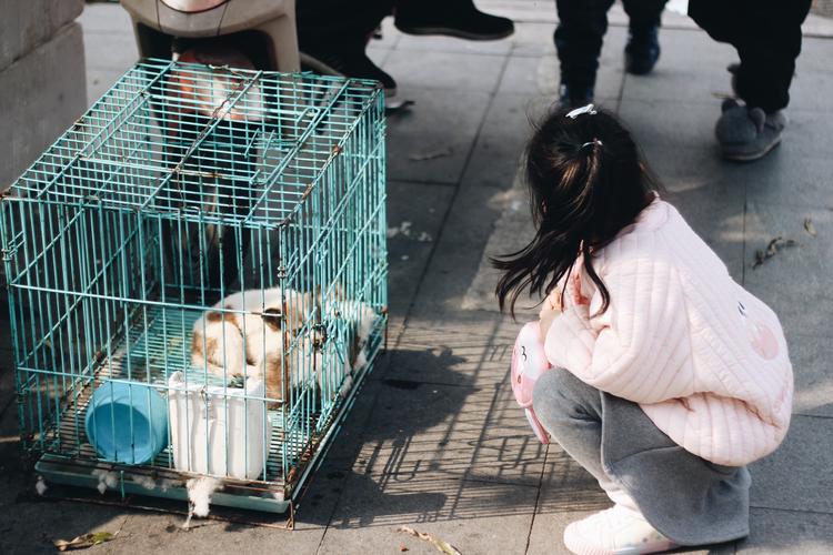 主人抱幼犬在小区观察行人场景图