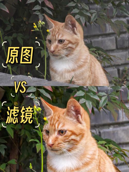 原片曝光不足与正常曝光套用同一滤镜对比