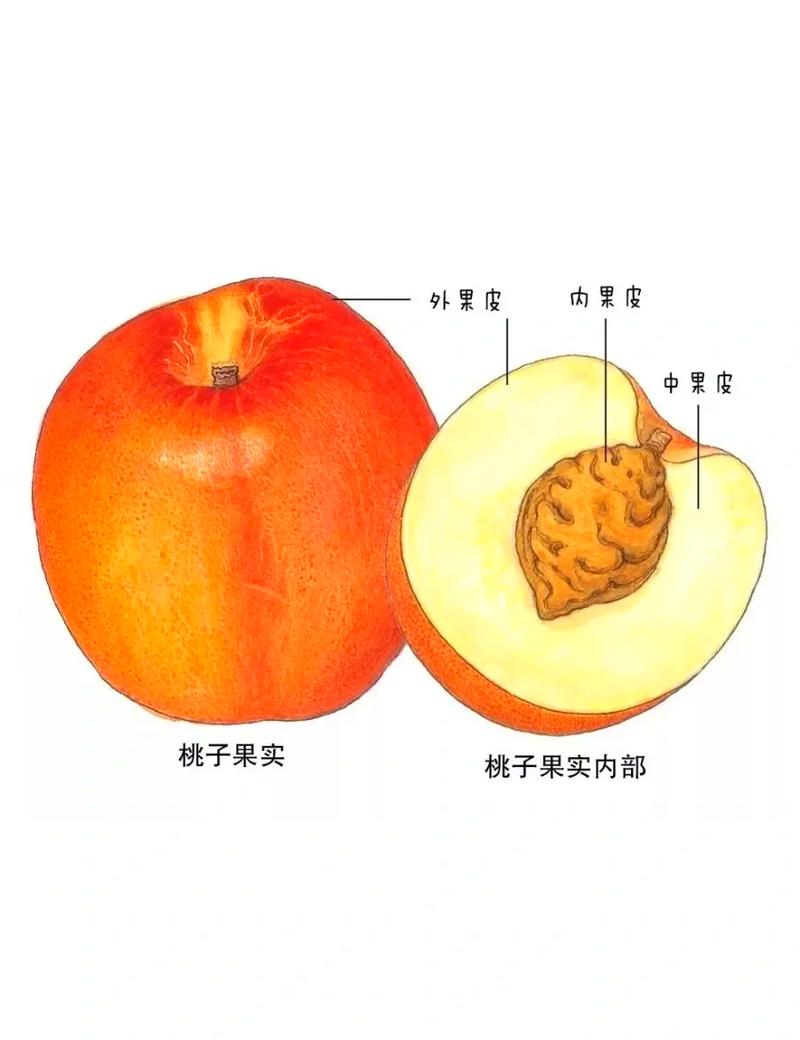 杏仁:被误读的坚果,和它藏在硬壳里的倔强-因为所以