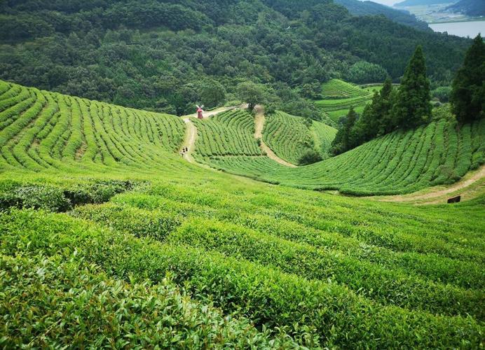 南漳薛坪镇盘山公路旁的杉树茶园