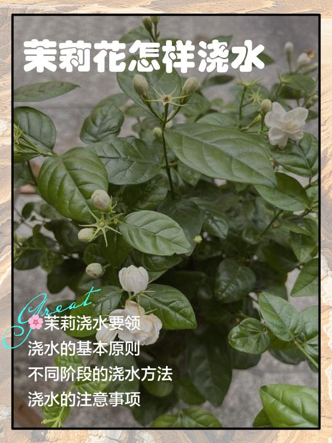 茉莉：不是那种娇气的花，但养起来全是细节-因为所以
