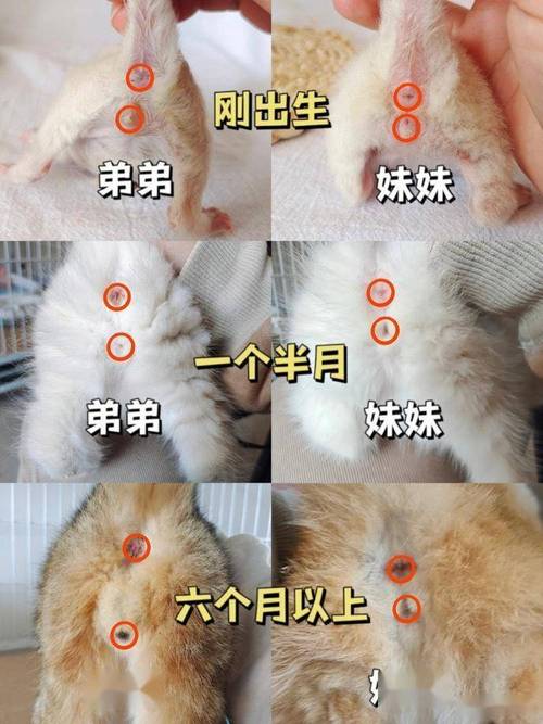 公猫与母猫尿道解剖结构对比图