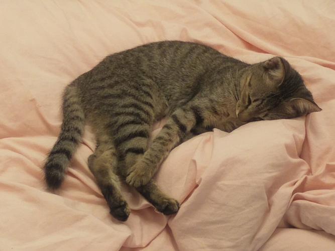 卧室床上铺着的沾了浅棕色猫毛的纯棉床单