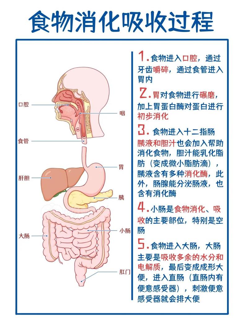 餐后不同活动肠胃供血对比示意图