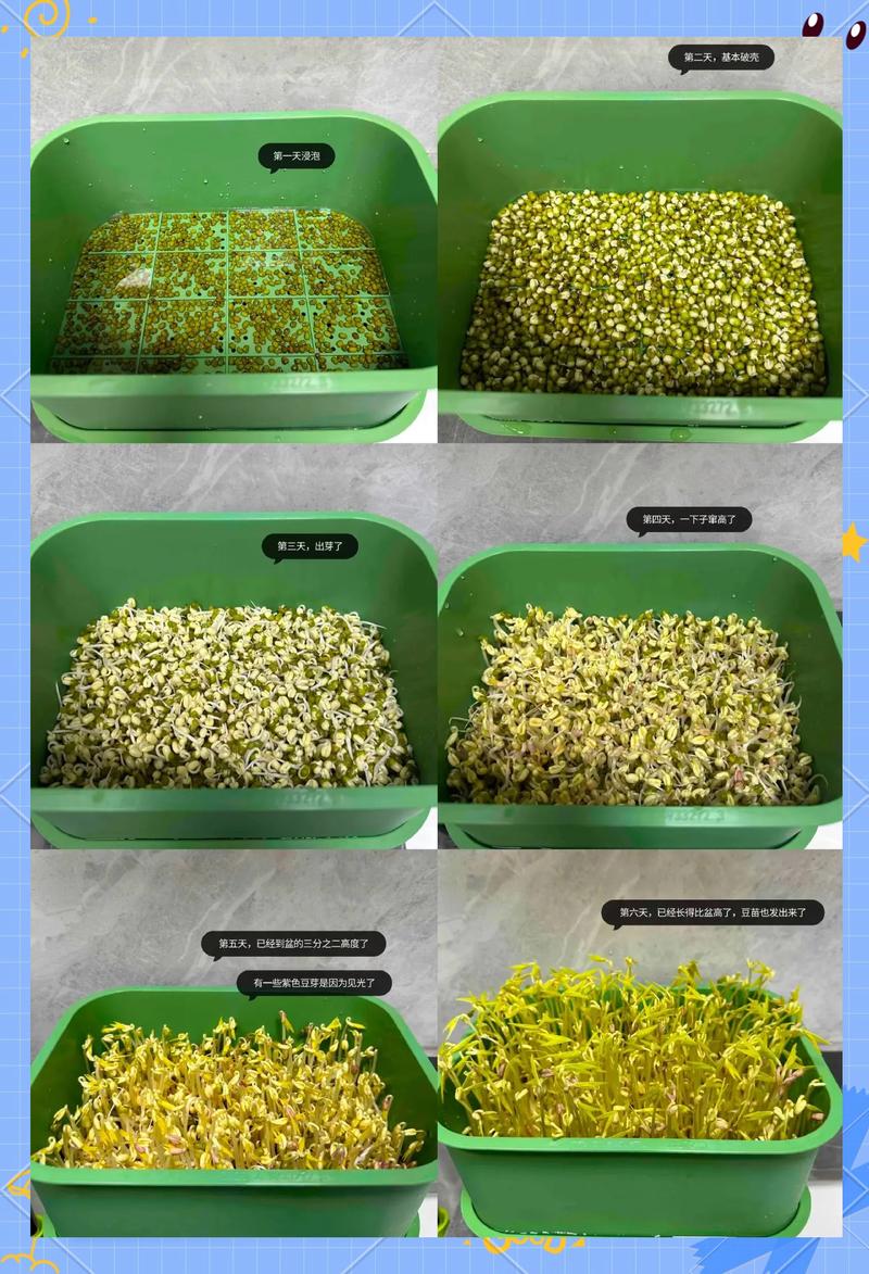 豆类种子发芽过程连续摄影不同阶段