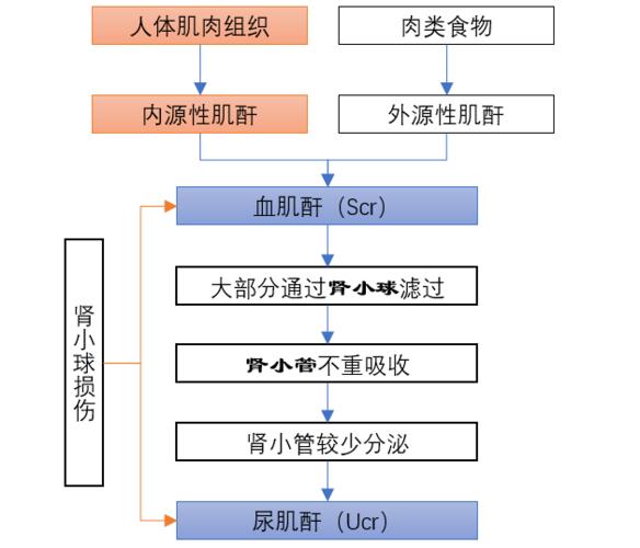 夜间起夜次数偏多的全天饮水分布建议-仁者医