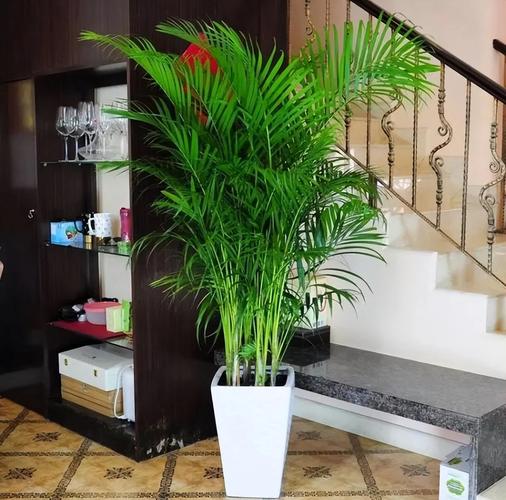 新家开荒保洁后先搬入大型绿植