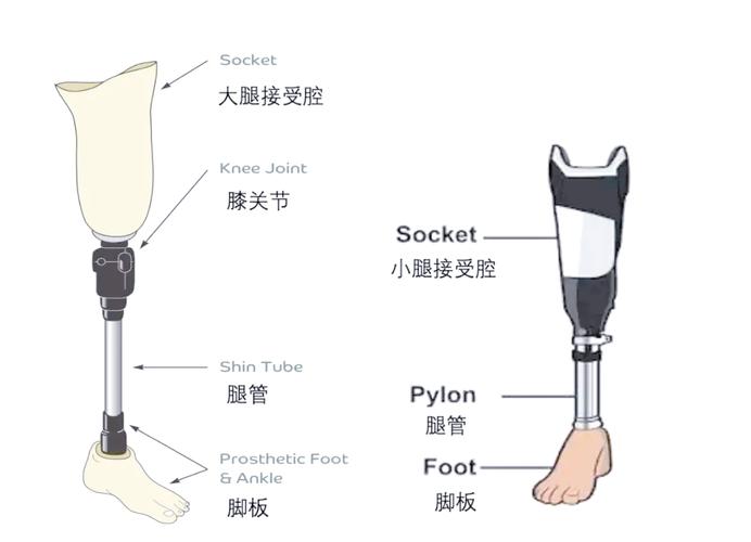 被动储能假肢小腿结构拆解图