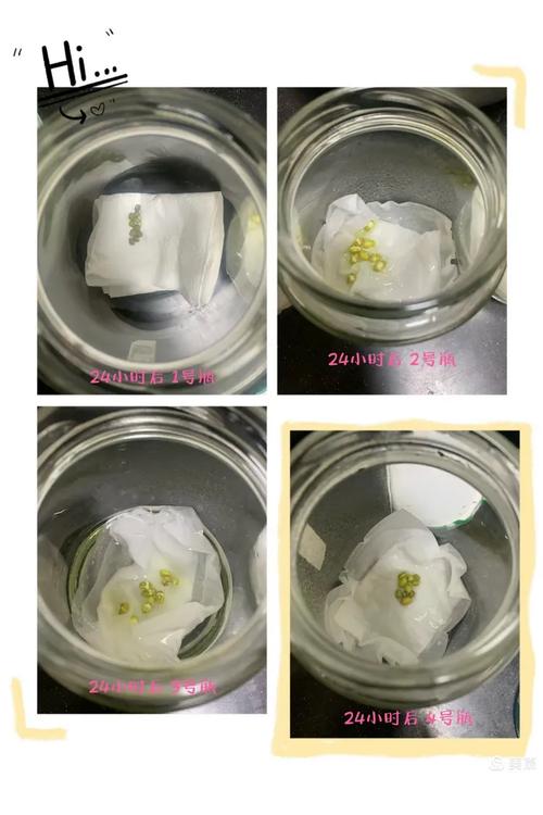 小学科学课种子萌发水分对比实验展示图