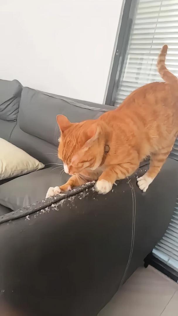 家养橘猫躲在沙发后准备扑人实拍