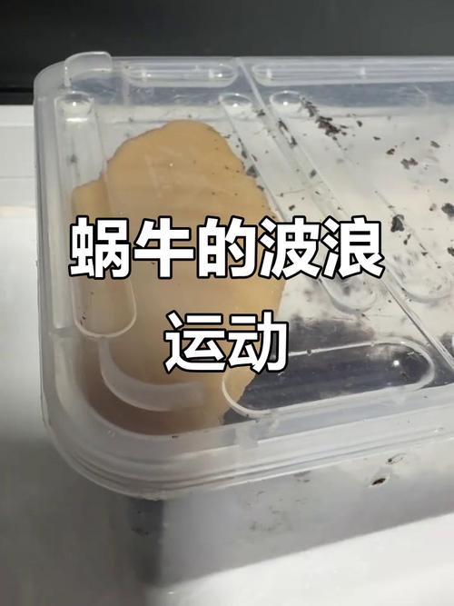 蜗牛这种东西，真能让人急死又着迷-因为所以