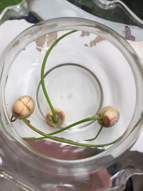 古莲子千年后萌发新芽实验照片