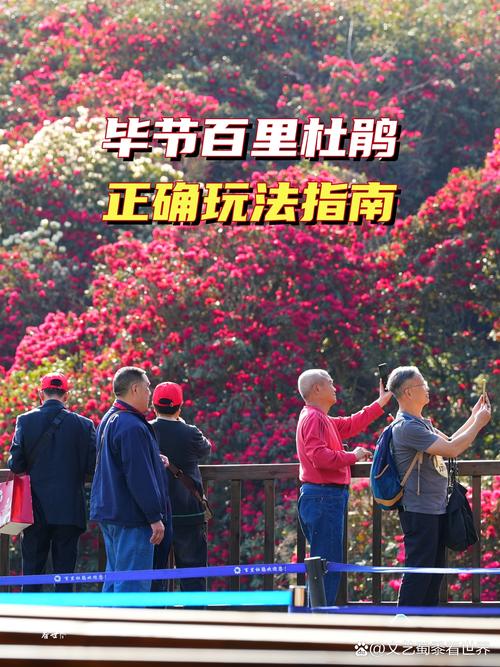 毕节千年杜鹃王