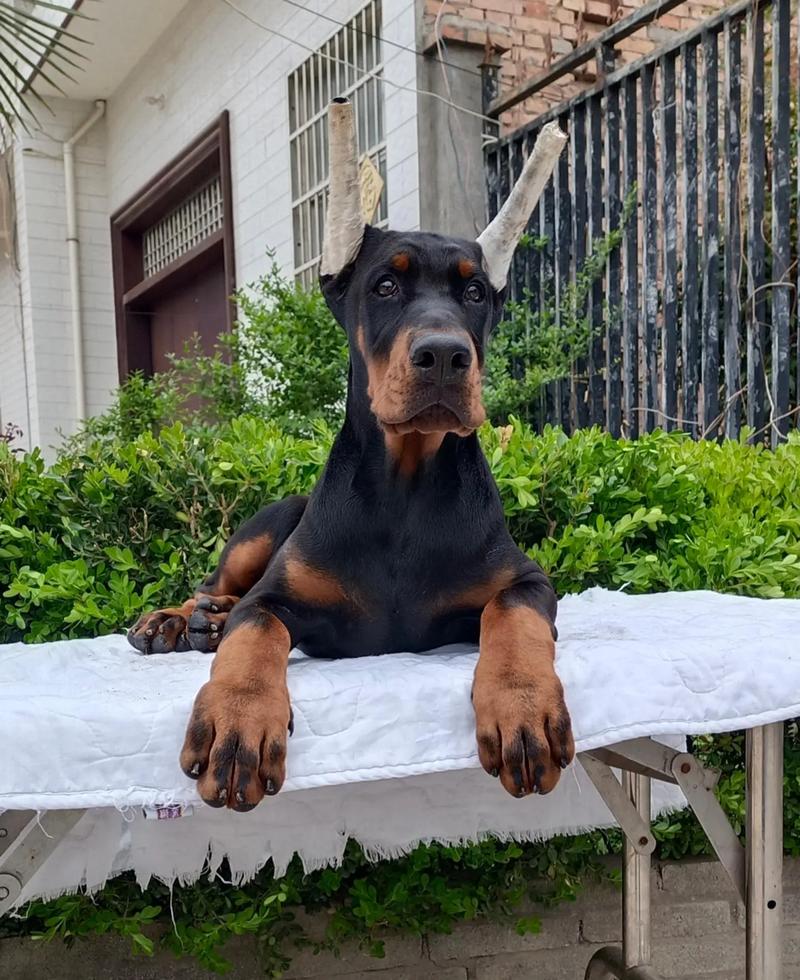 杜宾幼犬趴在客厅地毯睡觉照