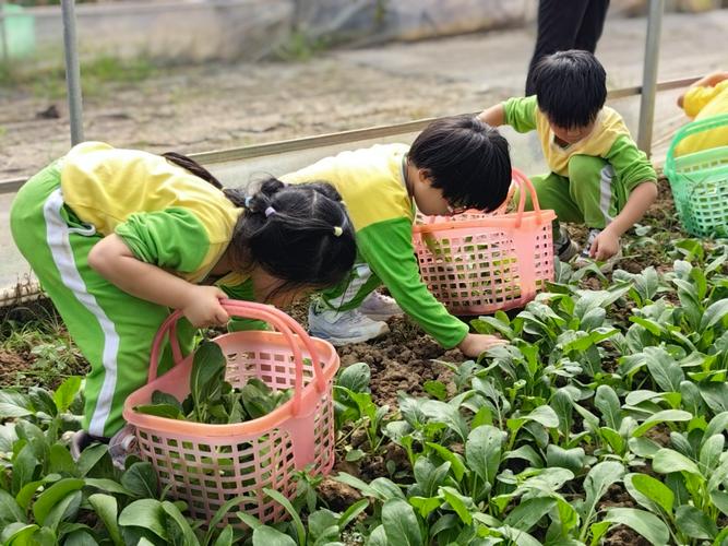 小学种植园学生秋分采收白菜活动照片
