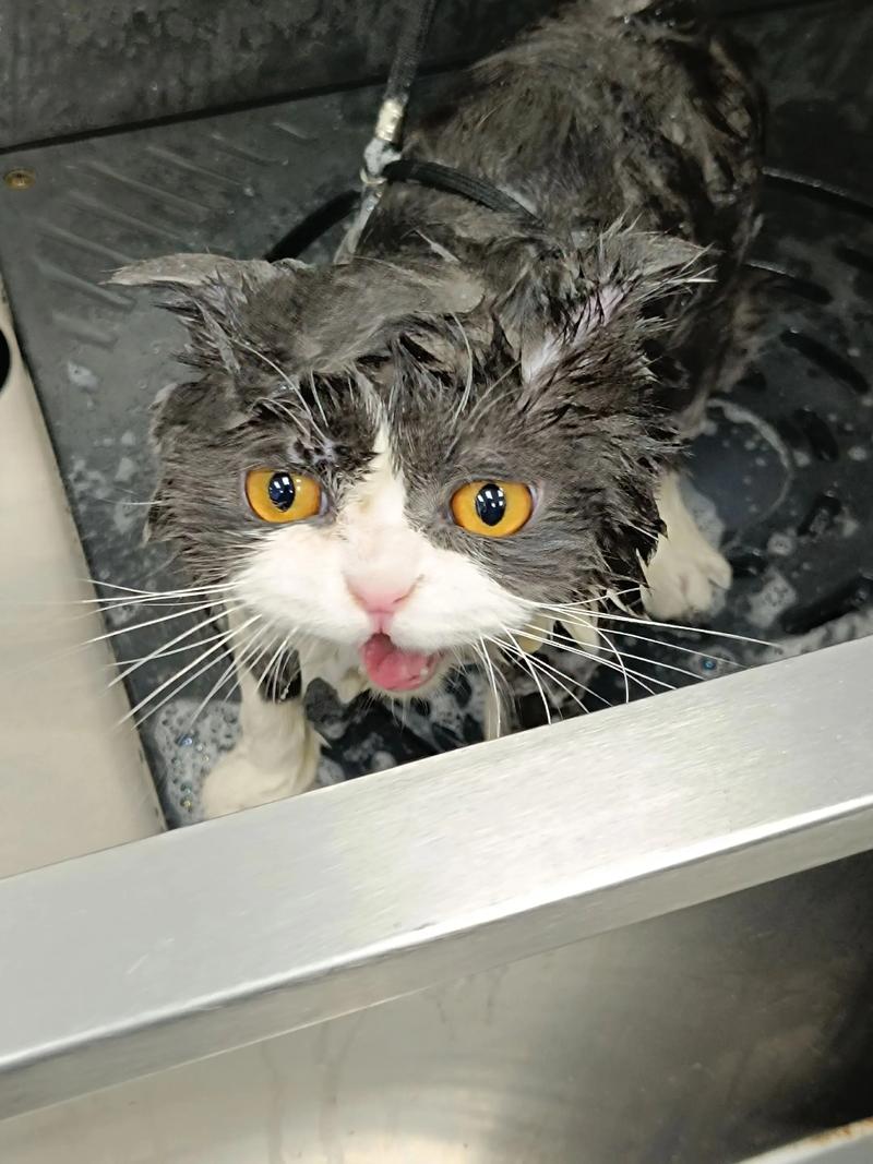 猫咪洗澡时惊恐挣扎表情