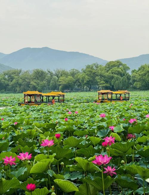 北京颐和园昆明湖夏末荷花景观