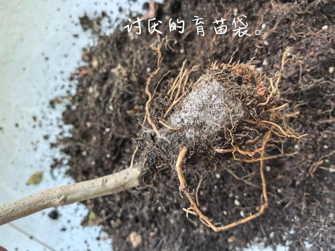 ✨ 三、在细节里养出美感的根