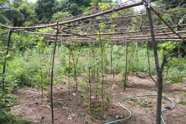 小区一楼公共绿地被围篱笆种蔬菜实拍