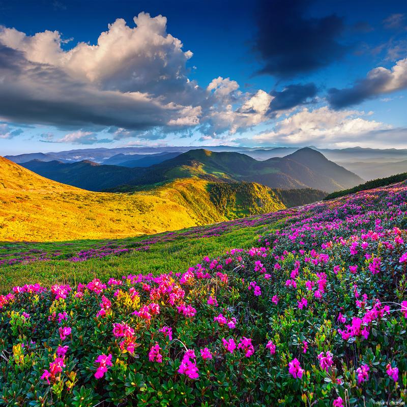 山坡上野花群落自然景观