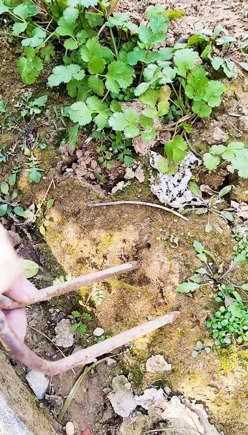 别急着扔根部